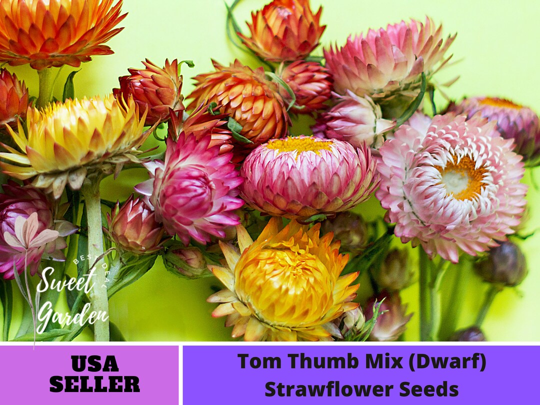 Mixed Color Strawflower Seeds perennial authentic Seedsflowers organic