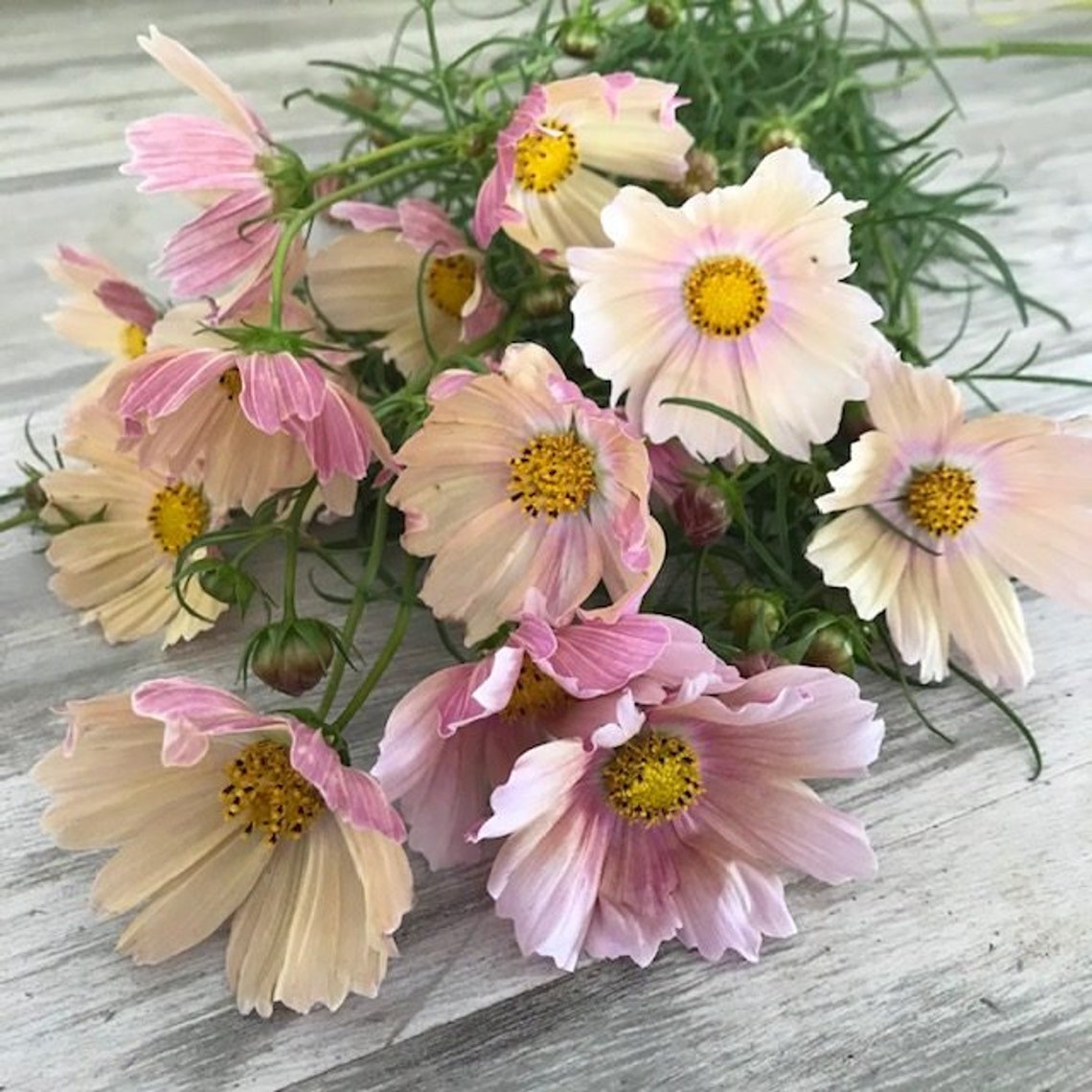 50 Seeds Apricot Lemonade Cosmos Seedsannualsauthentic Etsy