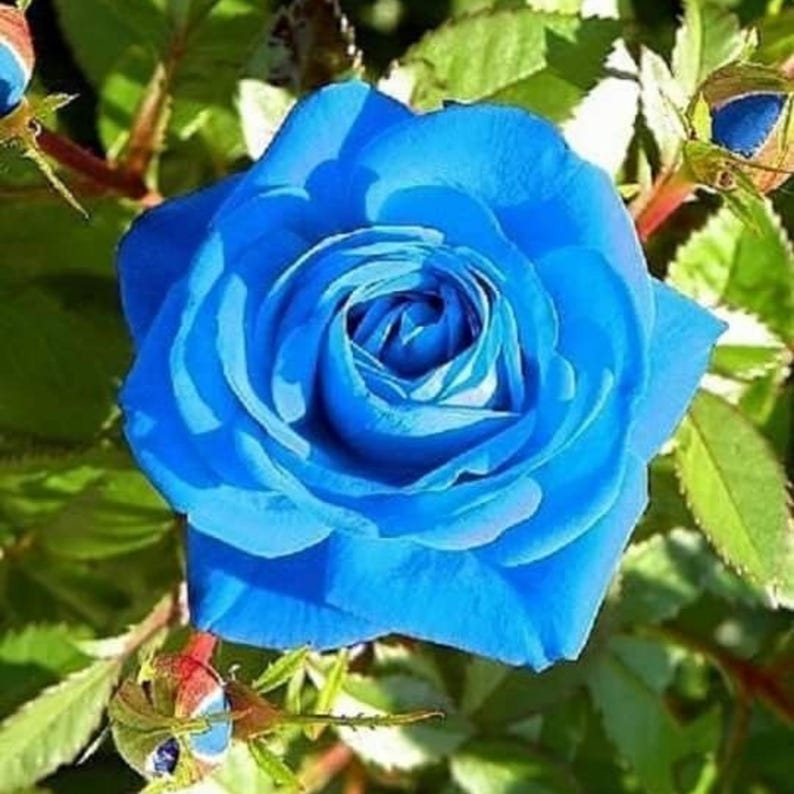 Light Blue Rose Seeds Perennial Authentic Seeds Flowers Easy to Grow