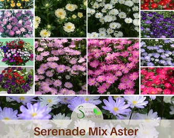 Serenade Mix - Aster Seeds - Perennial -Authentic Seeds -Vegetable Seeds-Mix Seeds for Plant