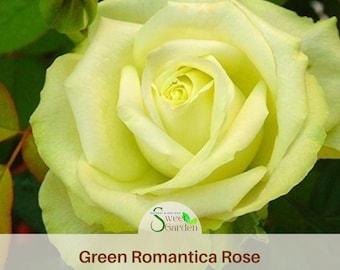 Bright Green Rose Seeds - Authentic Non-GMO Perennial Flowers