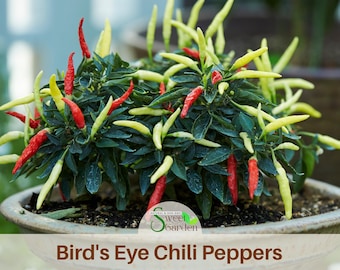 15 Seeds| Bird's Eye Chili Peppers (Thai) Seeds- Flower seeds --Authentic Seeds-. Non GMO -Seeds~ Vegetable seeds~ Fruit  #6039