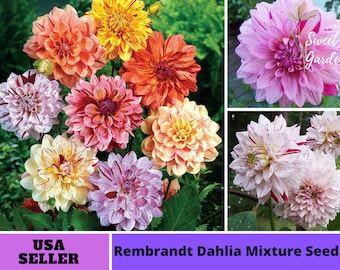 Rembrandt Dahlia Mixture Seeds-Perennial -Authentic Seeds-Flowers -Organic. Non GMO -Vegetable Seeds-Mix Seeds for Plant-B3G1#D044