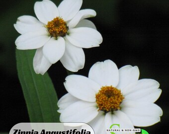 Zinnia Angustifolia  'Crystal White' Seeds  - Authentic - Open-Pollinated - Flower Seeds- Mix Seeds to Plant - B5G1 #8214