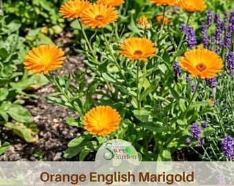 Orange English Marigold Seeds - Edible -Open-Pollinating - Potted -Draft Resistant -Cold Resistant -Dwarf - Plant in Spring/After frost