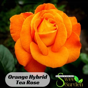 Orange Rose Seeds  - Perennial - Authentic Seeds - Flowers - Easy To Grow - Climbing - shrubs - Rose Garden - B3G1#1091