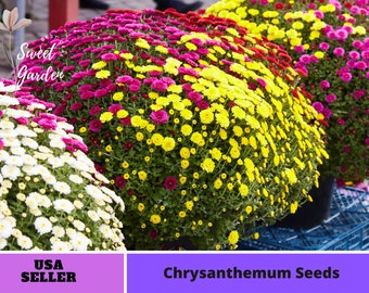 Multi-Color Ground-cover Chrysanthemum Seeds- Perennial -Authentic Seeds-Flowers -Organic. Non GMO-Mix Seeds for Plant-B3G1#M001