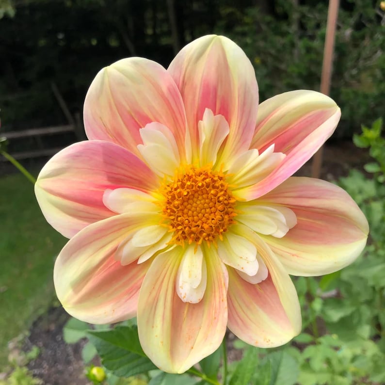 Pode incluir: Uma flor de d&aacute;lia com m&uacute;ltiplas camadas de p&eacute;talas que transitam de uma base amarelo-p&aacute;lido para pontas rosa-suave. O centro da flor &eacute; um aglomerado denso e texturizado de estames amarelo-alaranjados brilhantes, criando um contraste.