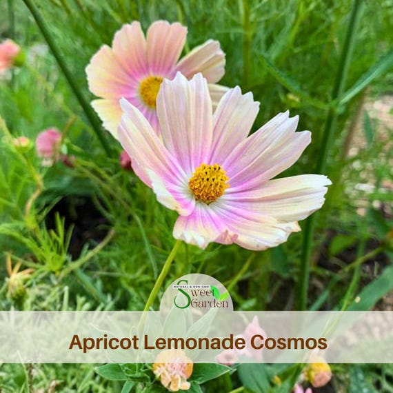Pink Apricot Lemonade Cosmos Seeds- Annual - Authentic Seeds - Flowers - Easy Care Flowers - Easy To Grow - Mix Seeds For Plant