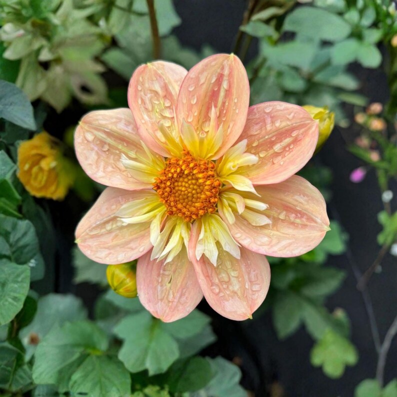 Pode incluir: Uma flor de d&aacute;lia com p&eacute;talas cor de p&ecirc;ssego, um centro laranja brilhante e p&eacute;talas internas amarelas. As p&eacute;talas est&atilde;o cobertas por pequenas gotas de &aacute;gua, e a flor est&aacute; rodeada por folhas verdes e um bot&atilde;o de flor amarelo.