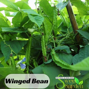 Winged Bean Seeds – Four-Angled Bean – Fast Growing – Heirloom – Tropical Vegetable – Fast Growing, Heirloom, Non-GMO