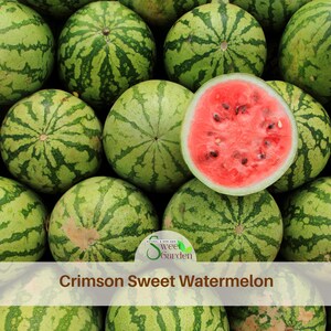 12 Seeds| Crimson Sweet Watermelon Seeds- Authentic Seeds ~Vegetable ~Asian Garden~ Fruit -Seeds-Flowers -. Non GMO-Garden seeds#6031