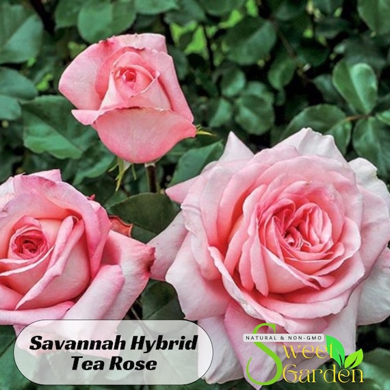 Savannah Hybrid Tea Rose Seeds - Perennial - Authentic Seeds