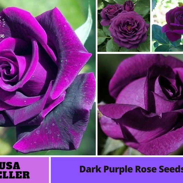 Dark Purple Rose Seeds-Perennial -Authentic Seeds-Flowers -Organic. Non GMO -Vegetable Seeds-Mix Seeds for Plant-B3G1 #1085