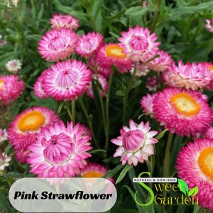 100s|Pink Strawflower Seeds - Perennial - Authentic Seeds - Summer Blooms - Golden Everlasting - Easy To Grow - Mix Seeds - Clumping #K010.