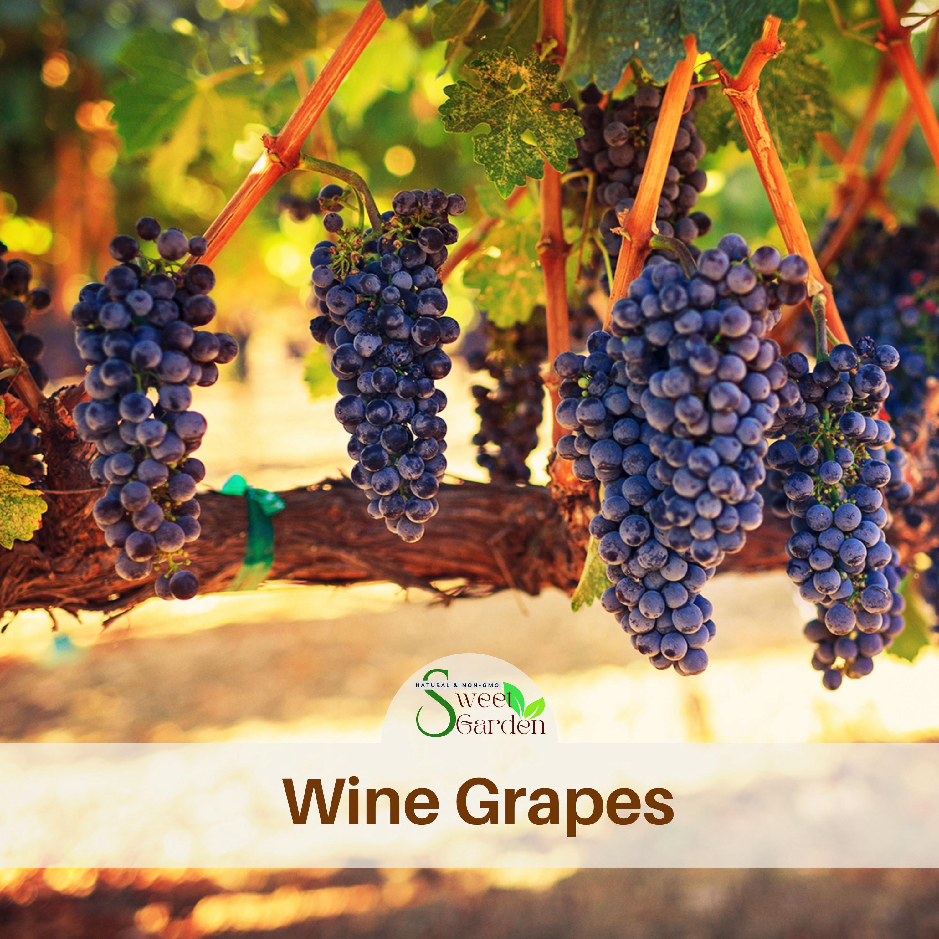 10 Seeds| Grapes Wine Seeds - Authentic Seeds ~ Vegetable Seeds