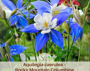 Blue Rocky Mountain Columbine Seeds - Cold Resistant - Deciduous - Potted - Attracts pollinators - Plant in Late Summer to Early Fall