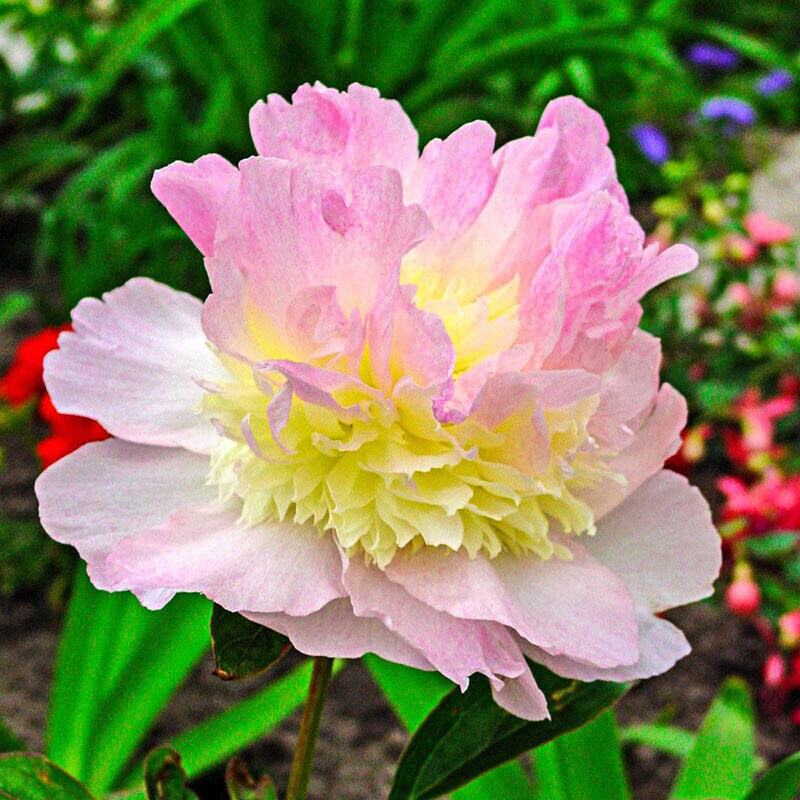 10 Seeds Aster Duchesse Peony Blush Pink Flower Seeds Etsy