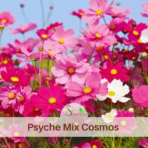 May include: A vibrant cluster of Cosmos flowers in shades of pink, magenta, and white, each featuring a bright yellow center. A circular logo with the text Sweet Garden and the words Psyche Mix Cosmos are overlaid on the bottom of the image.