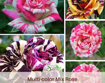 Muti- color Mix Rose Seeds - Perennial -Authentic Seeds-Flowers -. Non GMO -Vegetable Seeds-Mix Seeds for Plant- #1060