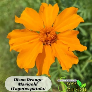 May include: Close-up of a vibrant orange Disco Orange Marigold flower (Tagetes patula) with multiple petals and a textured center. The flower is set against a blurred green background. The image includes text that reads "Disco Orange Marigold (Tagetes patula)" and "Sweet Garden".