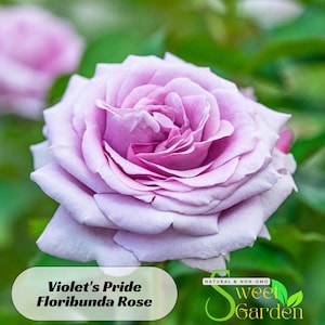 Violet&#39;s Pride Floribunda Rose Seeds - Perennial - Authentic Seeds - Flowers - Easy To Grow - Climbing - shrubs - Rose Garden -  #1021