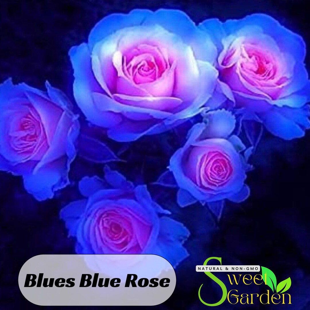 Blues Blue Rose Seeds - Perennial - Authentic Seeds - Flowers - Easy to ...