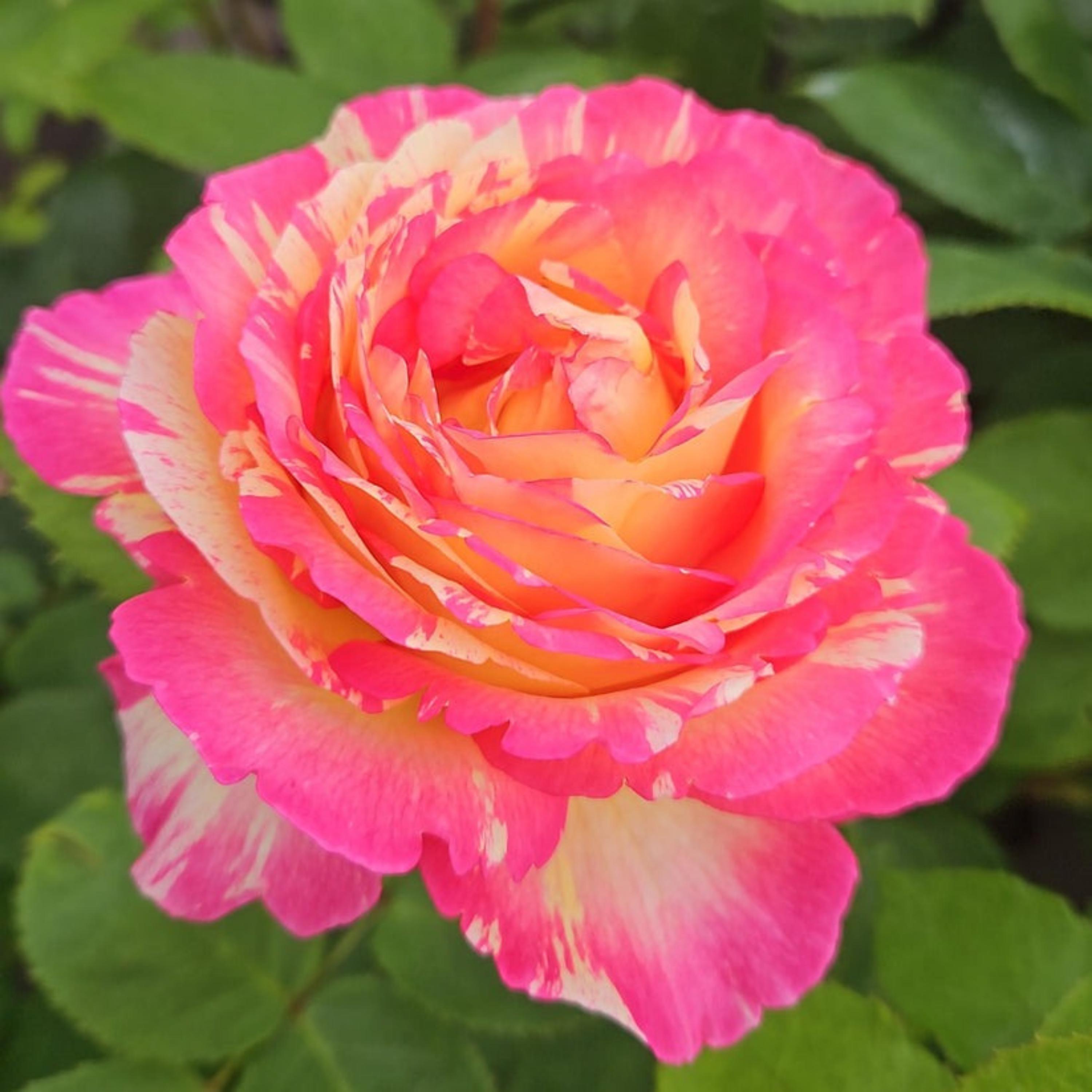 Marc Chagall Floribunda Rose Seeds - Perennial - Authentic Seeds