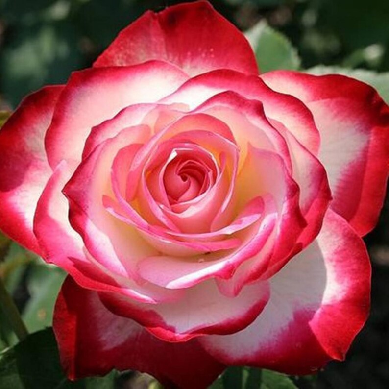 SweetGardenUS Cherry Parfait Rose Seeds - Thumbnail 4