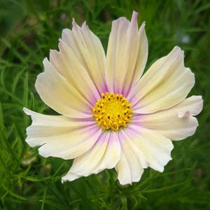 May include: A single cosmos flower featuring delicate, pale cream-colored petals with soft pinkish-purple shading near the center. The flower has a prominent, textured, bright yellow disk floret at its core, surrounded by eight distinct, slightly ruffled petals.