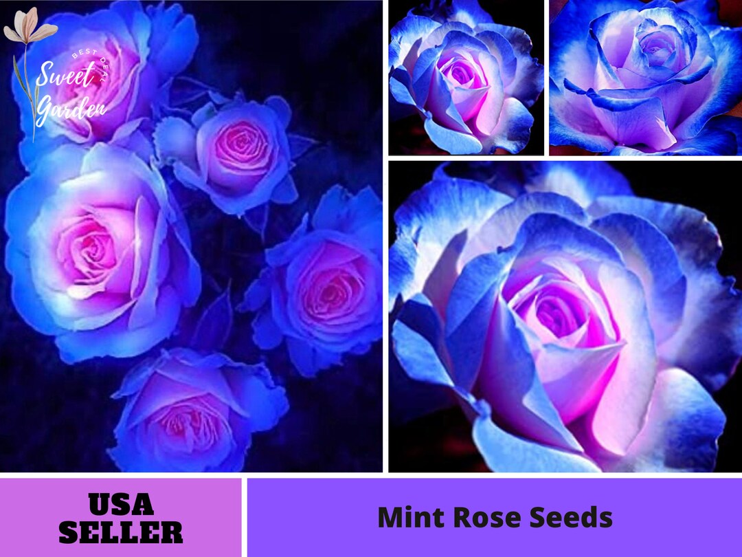 32 Rare Seed Blues Blue Rose Seeds perennial authentic Etsy