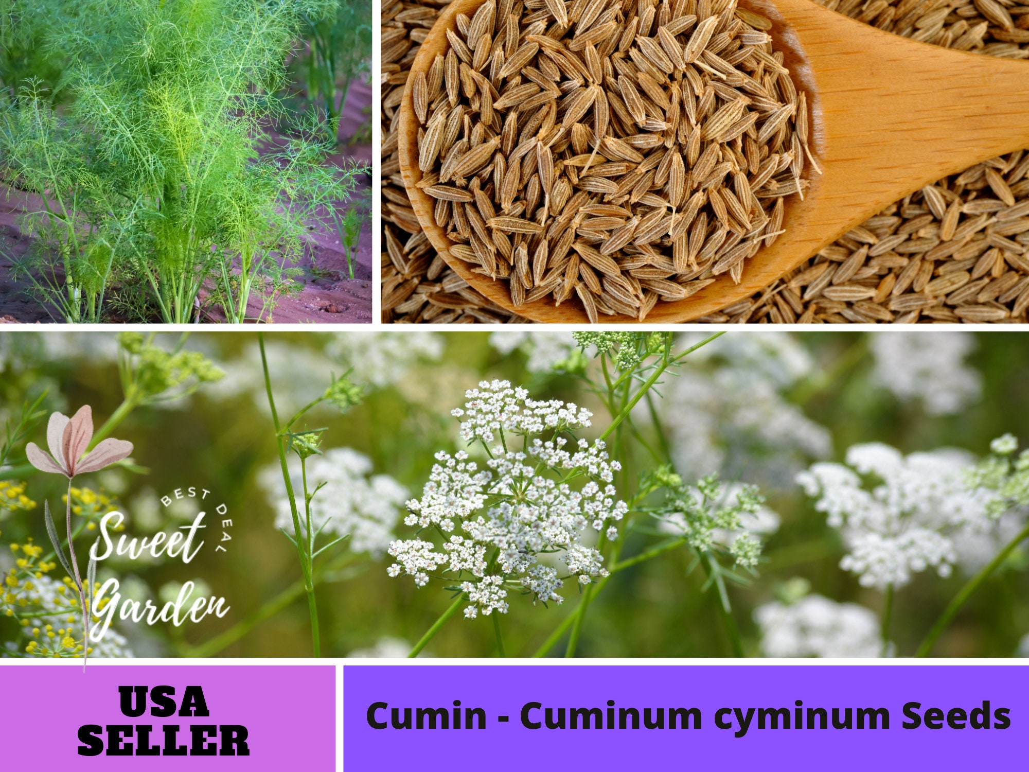 Cuminum Cyminum