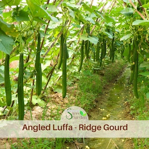 10s| Luffa Acutangula Seeds – Angled Luffa – Ridge Gourd – Heirloom Vegetable – Easy Grow – Ridge Gourd Starter – High Yield #New 5-4