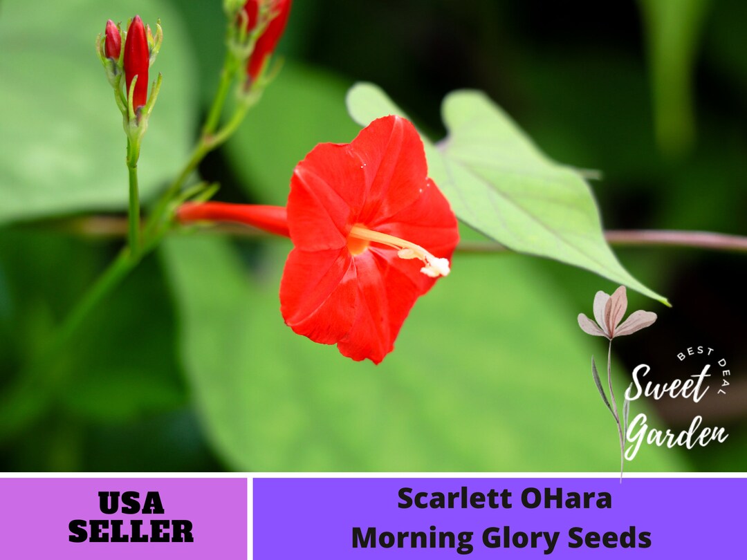 Scarlet O'Hara Morning Glory Seeds - Heirloom Flowering Vine, Bulk 400 Count Packet
