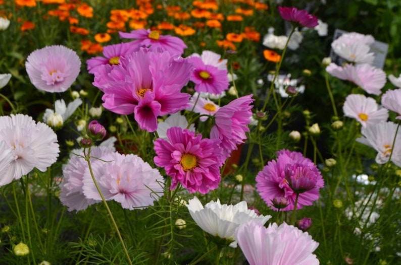 50 Seeds Cupcakes and Saucers Mix Cosmos Seedsperennial Etsy