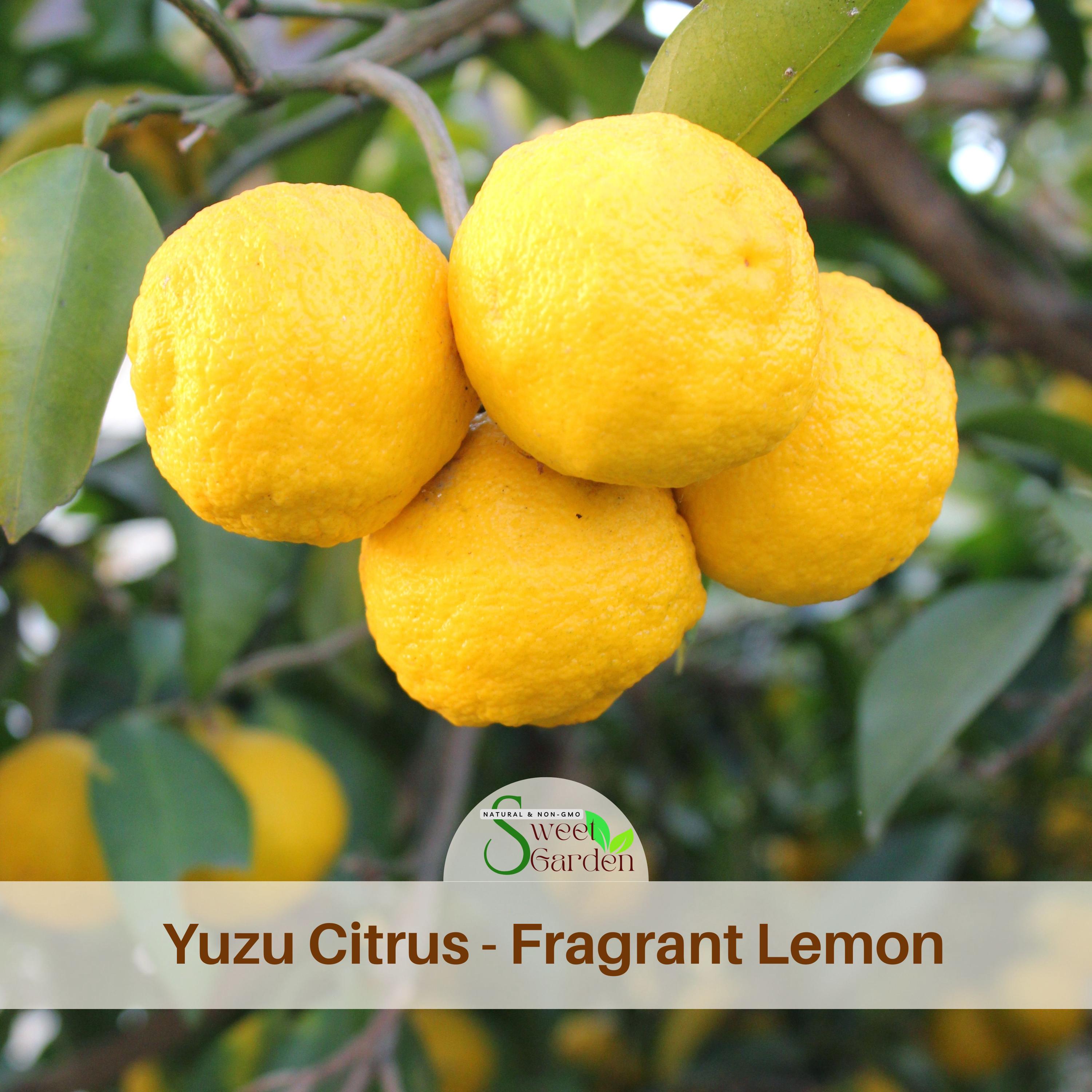 果物 lemon 5s| Yuzu Citrus - Fragrant Lemon Seeds - Hardy Tree – Unique Lemon
