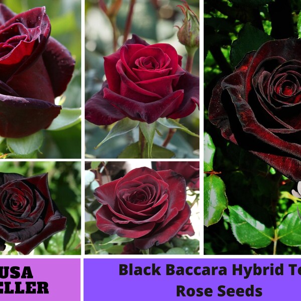 Black Rose Seeds Etsy