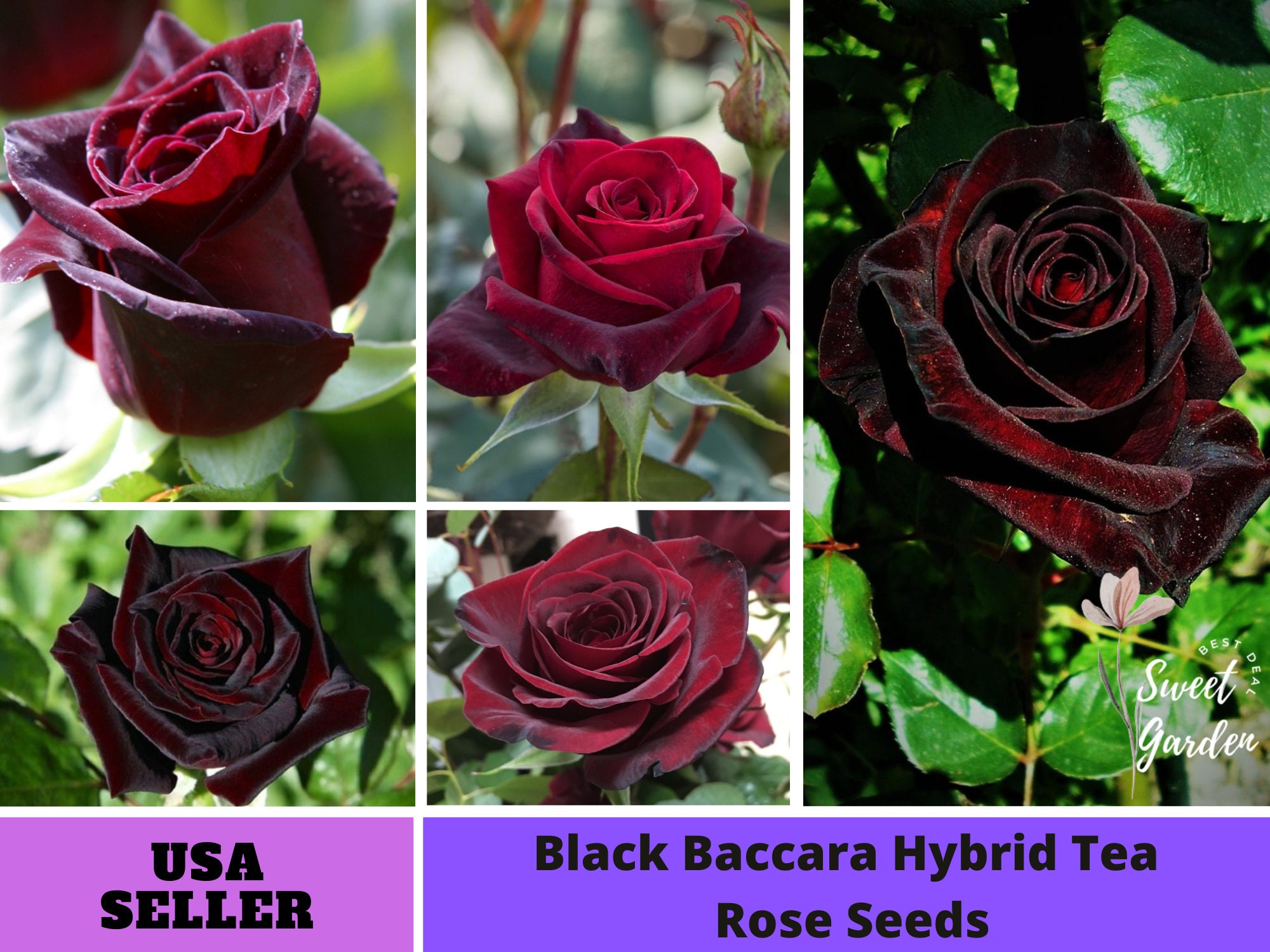 ADB Inc Nero Baccara Hybrid Seeds Rosa Arbusto di fiori 