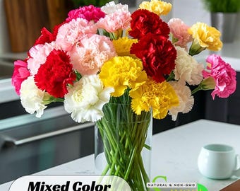 Mixed Color Carnations- Dianthus Seeds - Authentic Seeds - Dianthus Caryophyllus - Fascination Flower - Love Flower - Clumping #ca11
