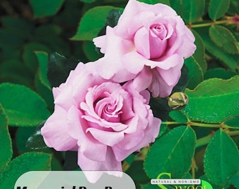 roseです。 Shrub Rose the Knock Out® Pink – Crown Valley Nursery