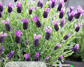 French Lavender Seeds | Authentic Heirloom, Fragrant Flowers (100 Seeds)