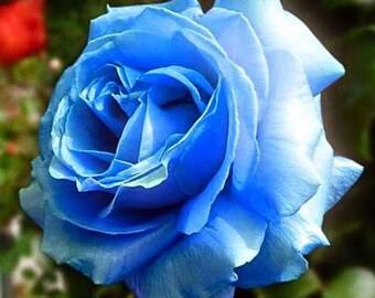Light Blue Rose Seeds - Perennial - Authentic Seeds