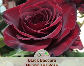 Black Baccara Hybrid Rare Rose Seeds - Perennial - Authentic Seeds