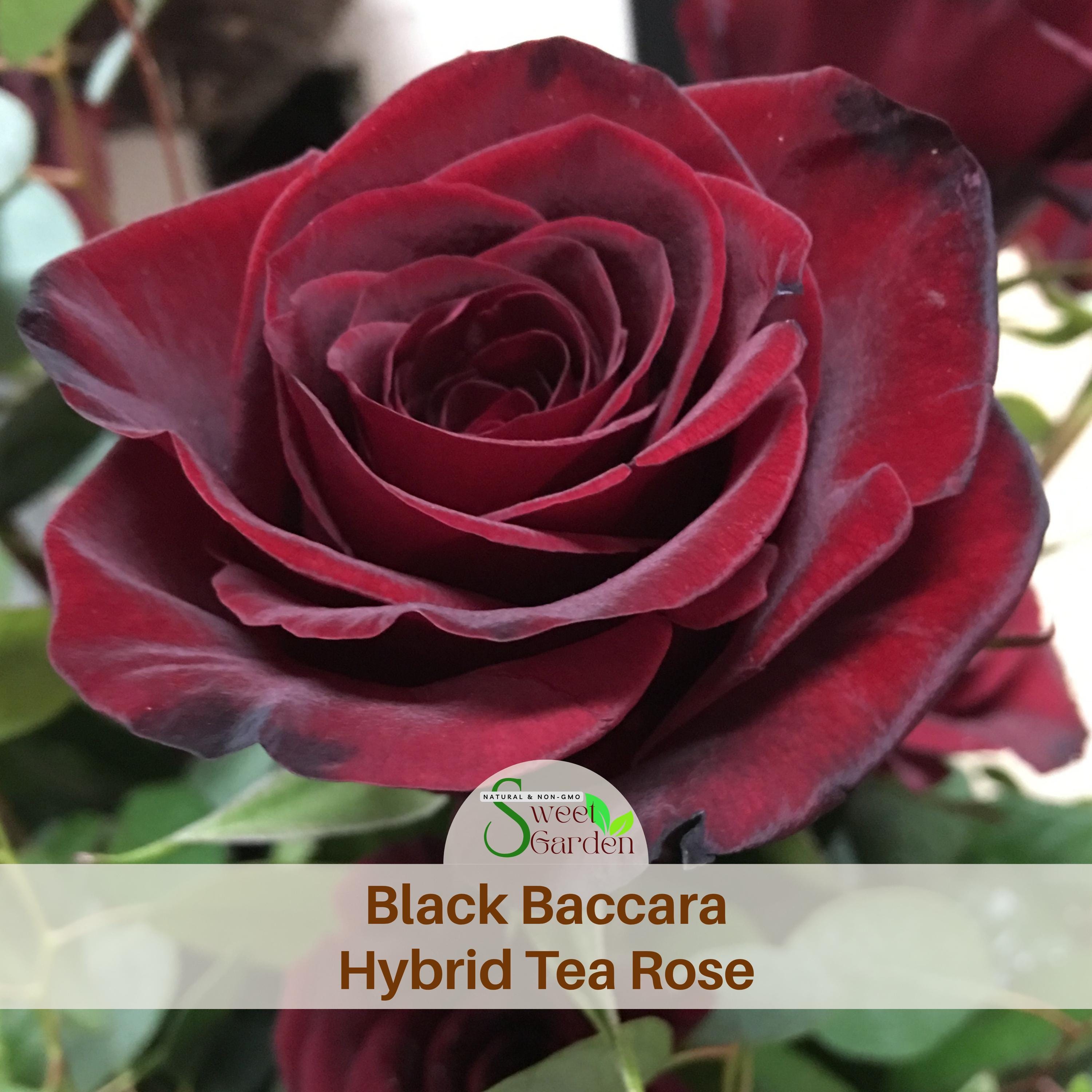 Black Baccara Hybrid Rare Rose Seeds - Perennial - Authentic Seeds
