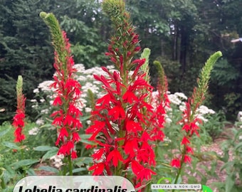 Lobelia cardinalis - Semillas de cardenal - Floración - Crecimiento rápido - Polinización abierta - Plantar en interiores antes de la última helada o en exteriores después de las heladas #11