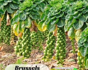 200s| Brussels Sprouts Seeds – Heirloom Vegetable Seeds – Easy To Grow – High Yield – Non-GMO – Fall Garden – Cool Weather Crop #New 5-19