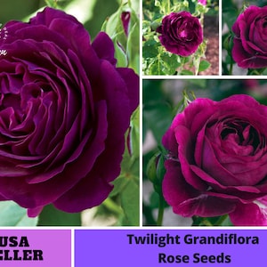 Twilight Rose Seed Flower Dark red Flower #1087 [Flower Seeds, Herb Seeds, Fruit Seeds, GMO Free, Easy to Plant, B3G1]