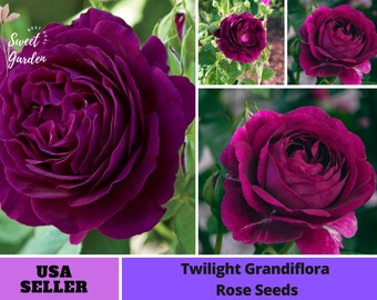 Twilight Rose Seed Flower Dark red Flower #1087 [Flower Seeds, Herb Seeds, Fruit Seeds, GMO Free, Easy to Plant, B3G1]