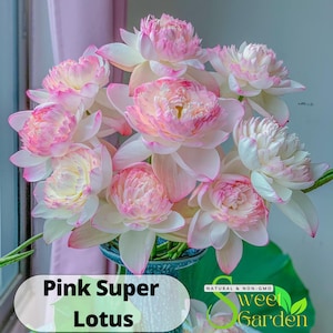 5+ Rare Seeds| Pink Single  Reflection Lotus Seeds - Indian Lotus (Nelumbo Nucifera) Seeds - Easy To Grow - Lotus Flower - Lotus Pond #Q037