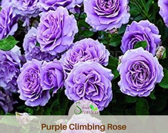 Purple Climbing Rose Seeds - Authentic Perennial Flowers